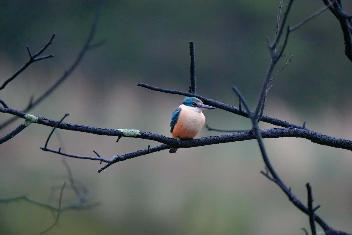 Sacred Kingfisher - ML643806682