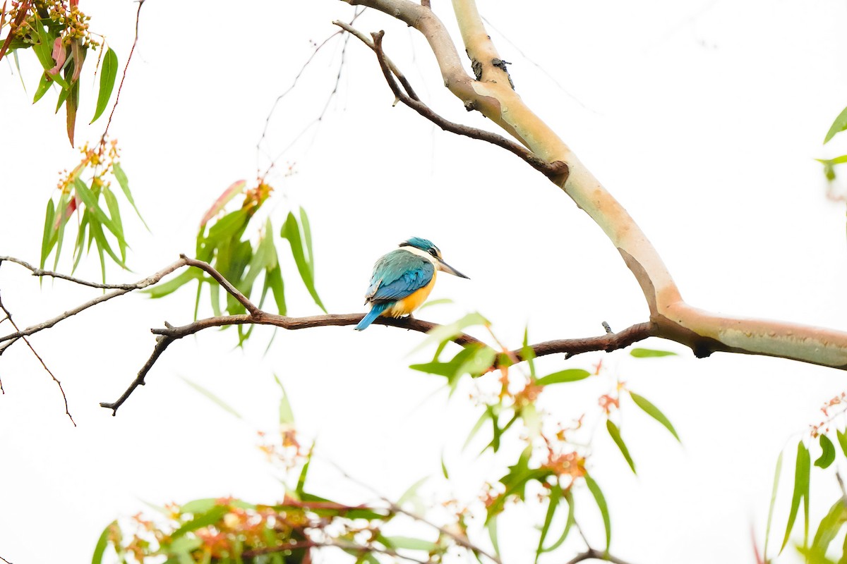Sacred Kingfisher - ML643806683