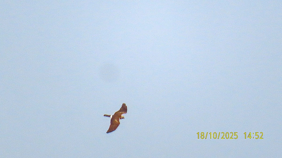Pallid Harrier - ML643806693