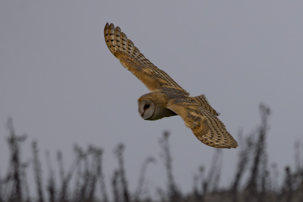 American Barn Owl - ML643806695