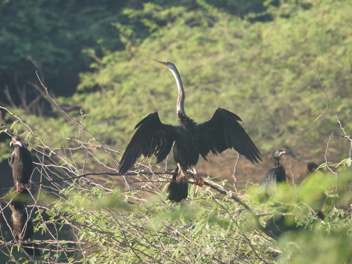 Oriental Darter - ML643806726