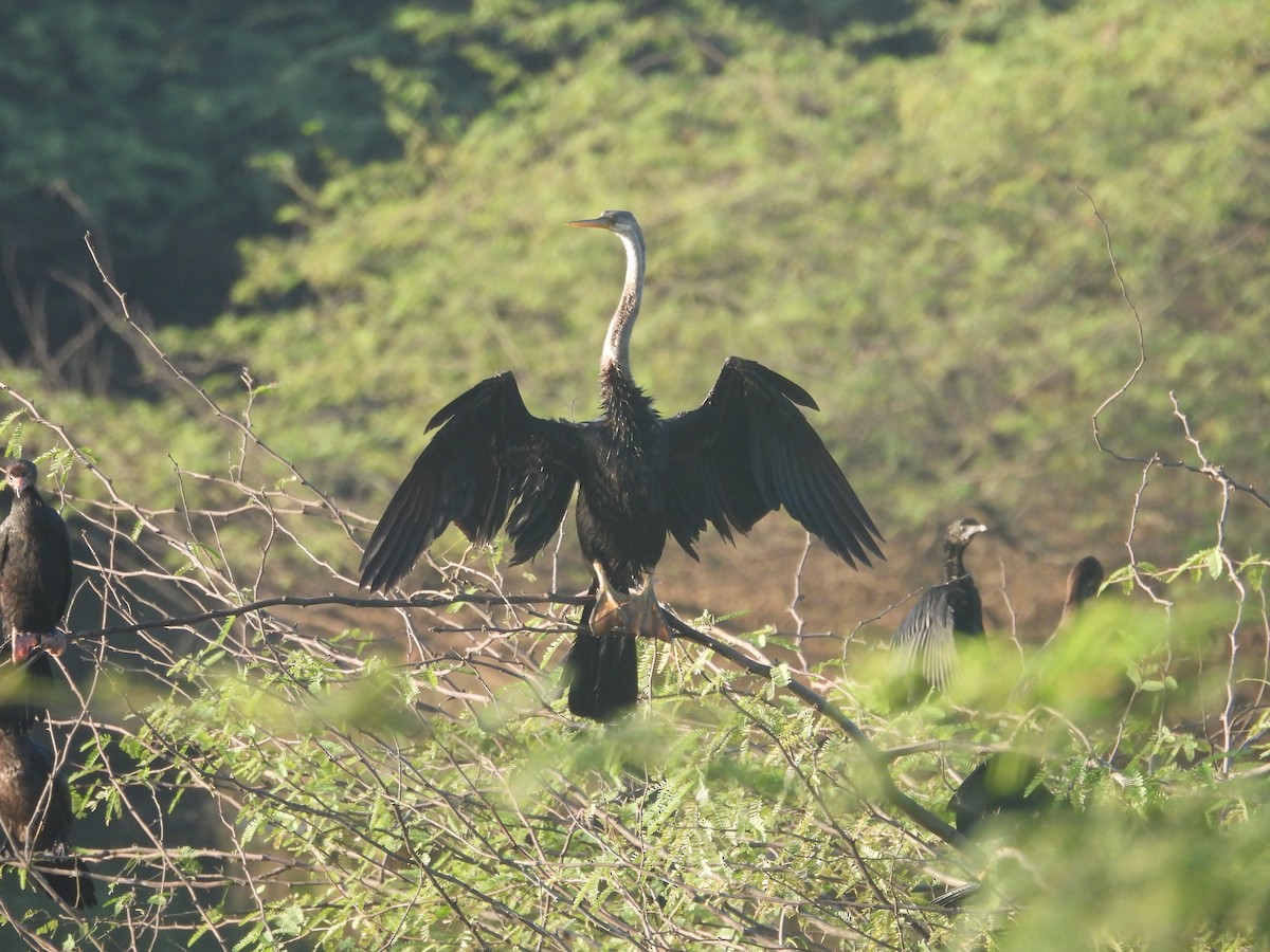 Oriental Darter - ML643806727