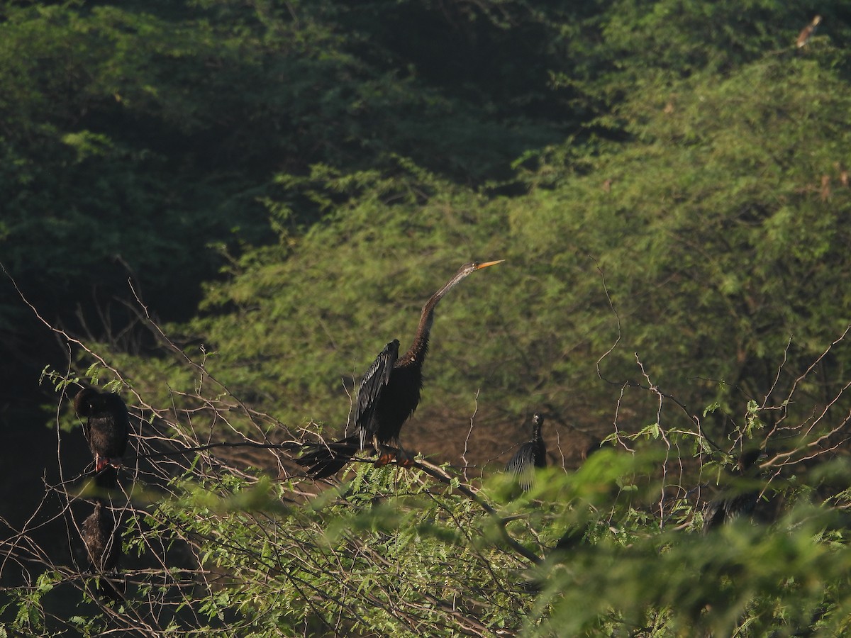 Oriental Darter - ML643806728
