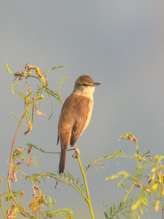 Clamorous Reed Warbler - ML643806730