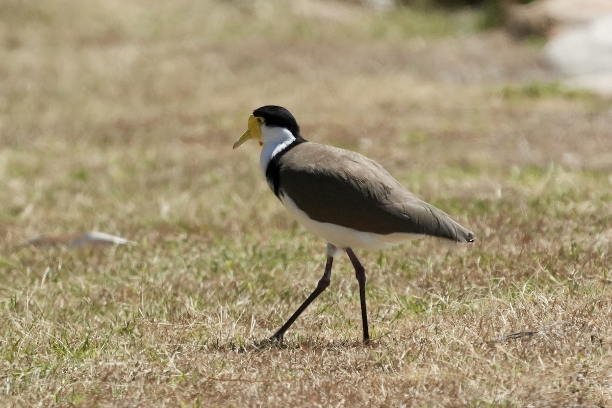 Masked Lapwing - ML643806756
