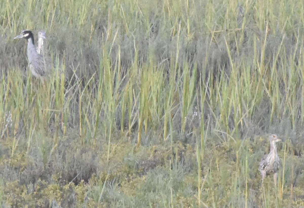 Yellow-crowned Night Heron - ML643806761