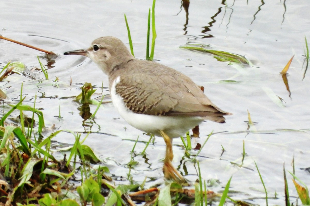 Drosseluferläufer - ML643806764