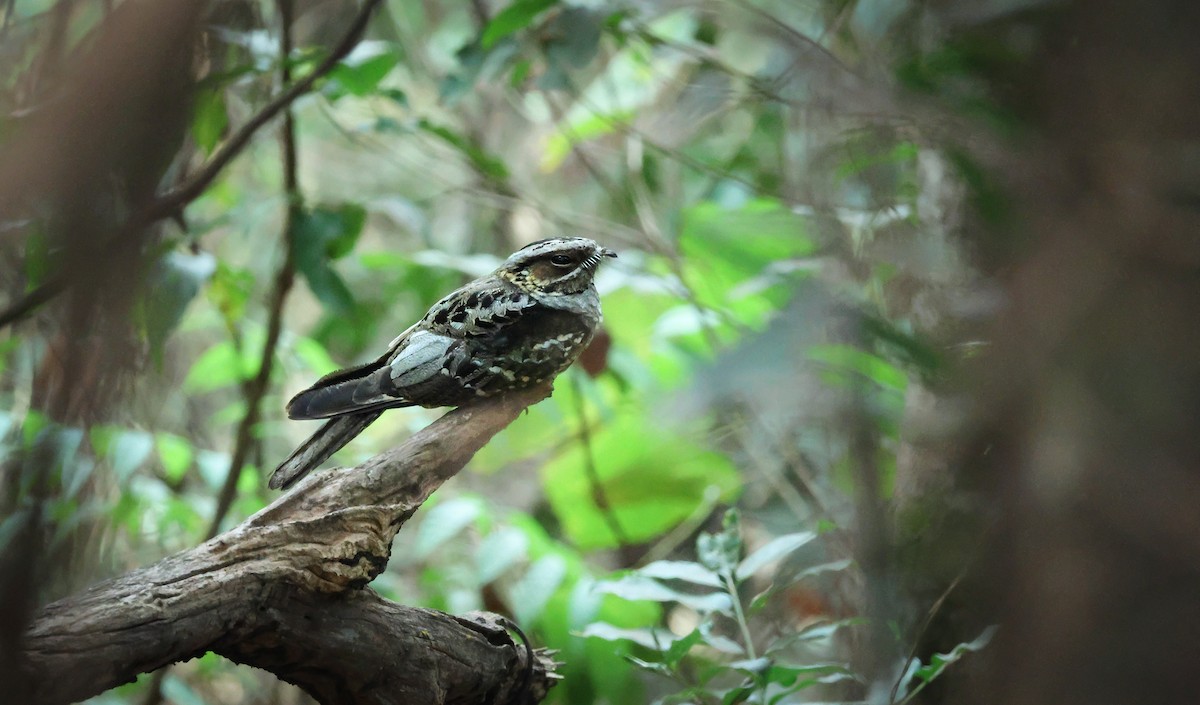Large-tailed Nightjar - ML643806768