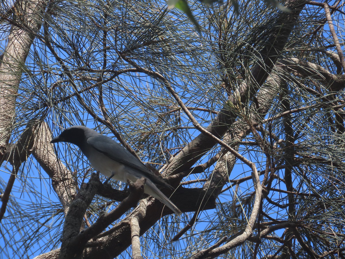 Black-faced Cuckooshrike - ML643806772