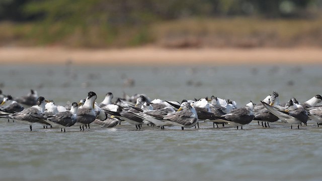 Крячок жовтодзьобий - ML643806782