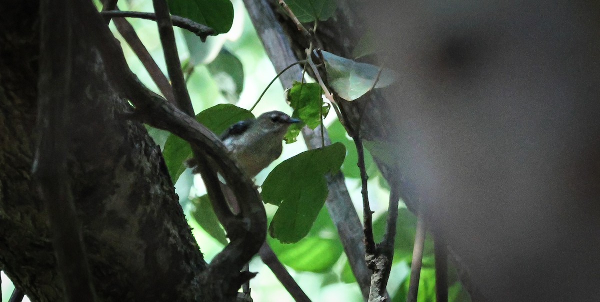 Tropical Scrubwren - ML643806785