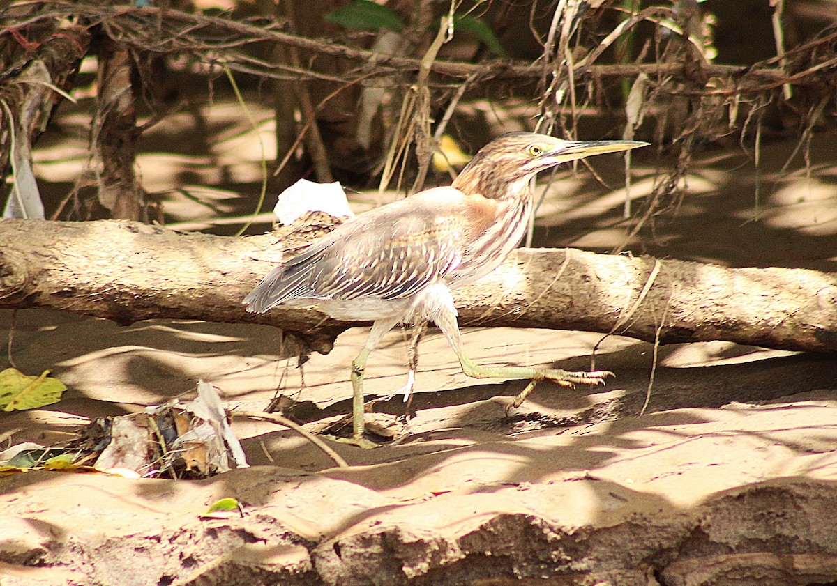 Green Heron - ML643806786