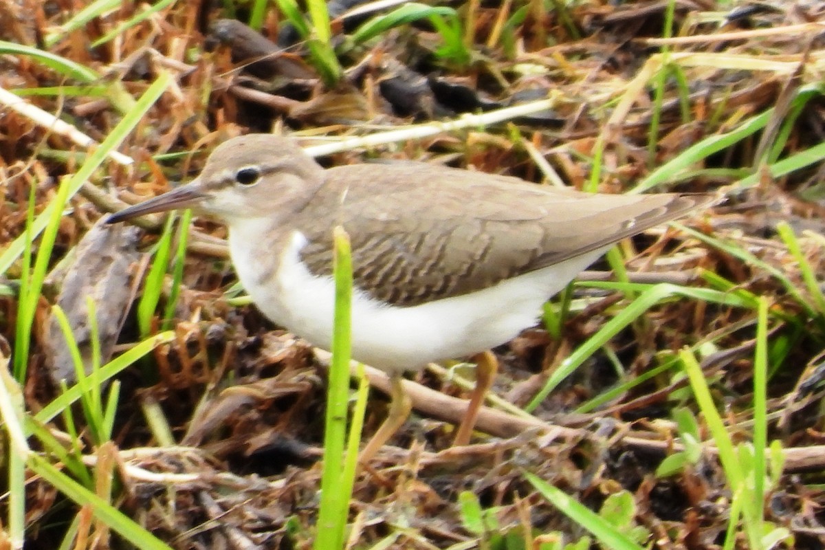 Drosseluferläufer - ML643806787