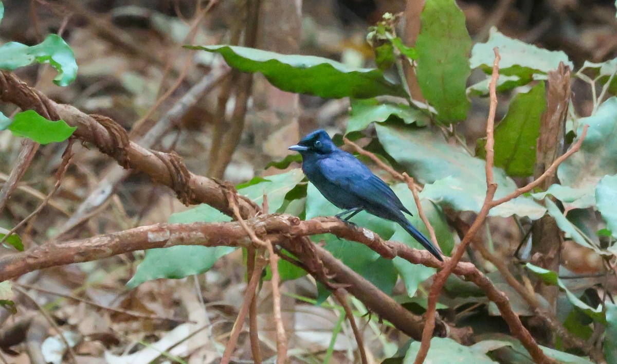 Shining Flycatcher - ML643806788