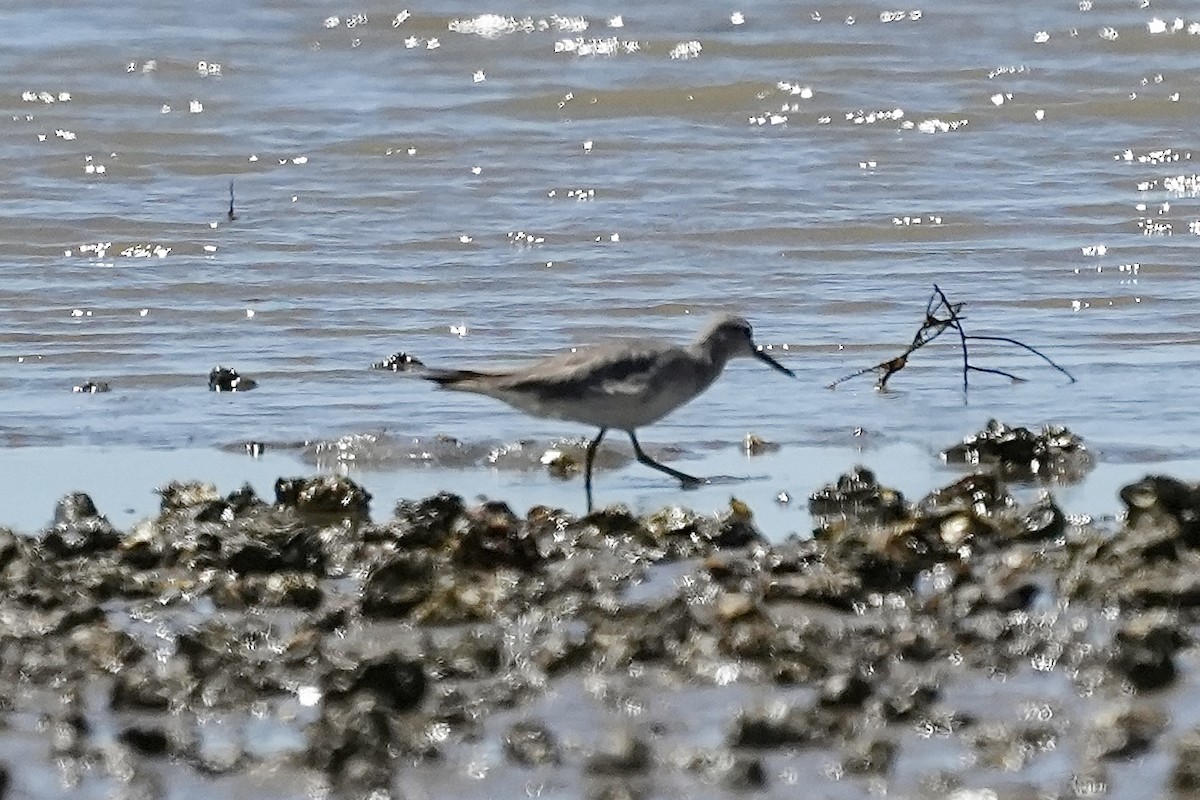 Gray-tailed Tattler - ML643806791