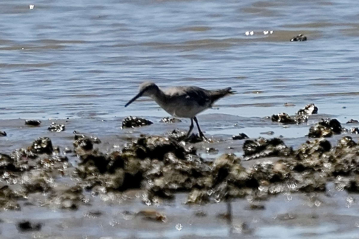 Gray-tailed Tattler - ML643806792