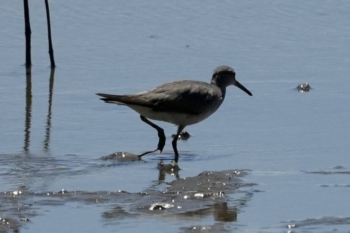 Gray-tailed Tattler - ML643806793
