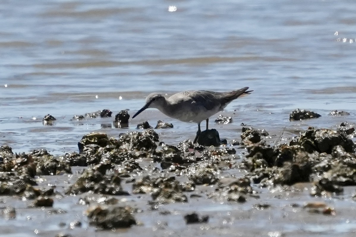 Gray-tailed Tattler - ML643806794