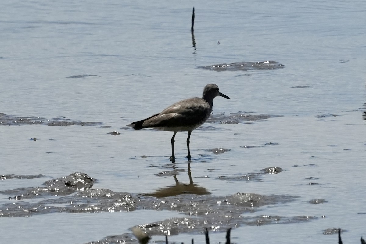 Gray-tailed Tattler - ML643806795