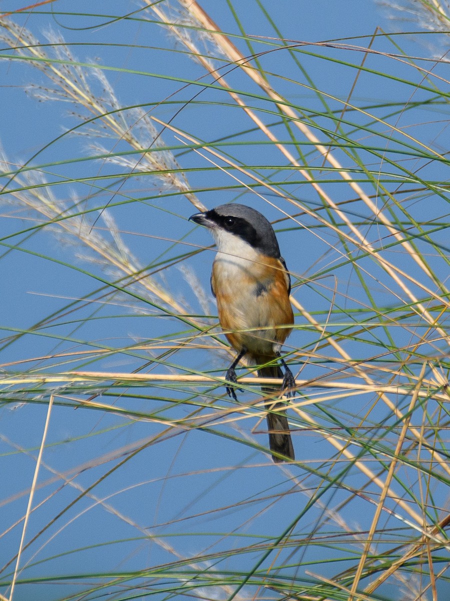 Gray-backed Shrike - ML643806817