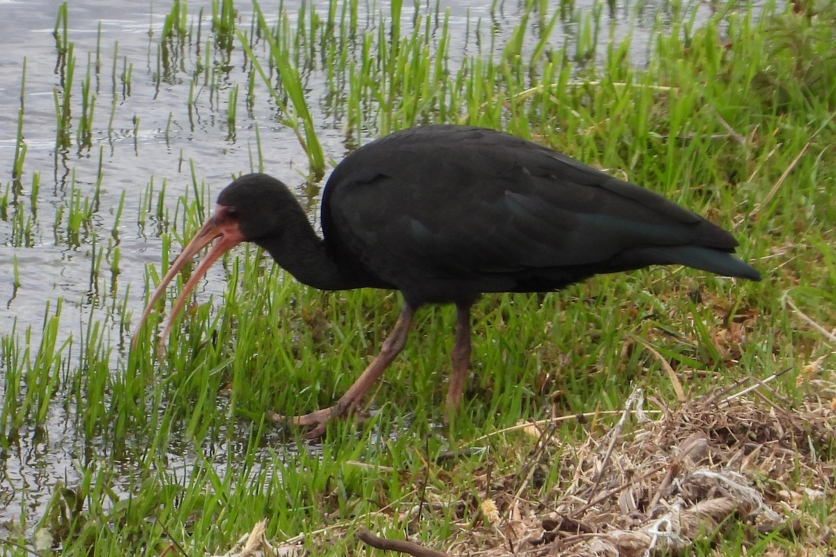 Ibis Afeitado - ML643806825