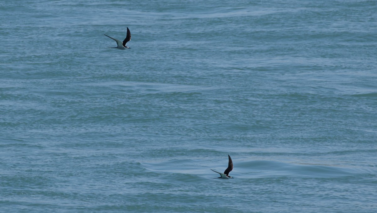 Bridled Tern - ML643806831