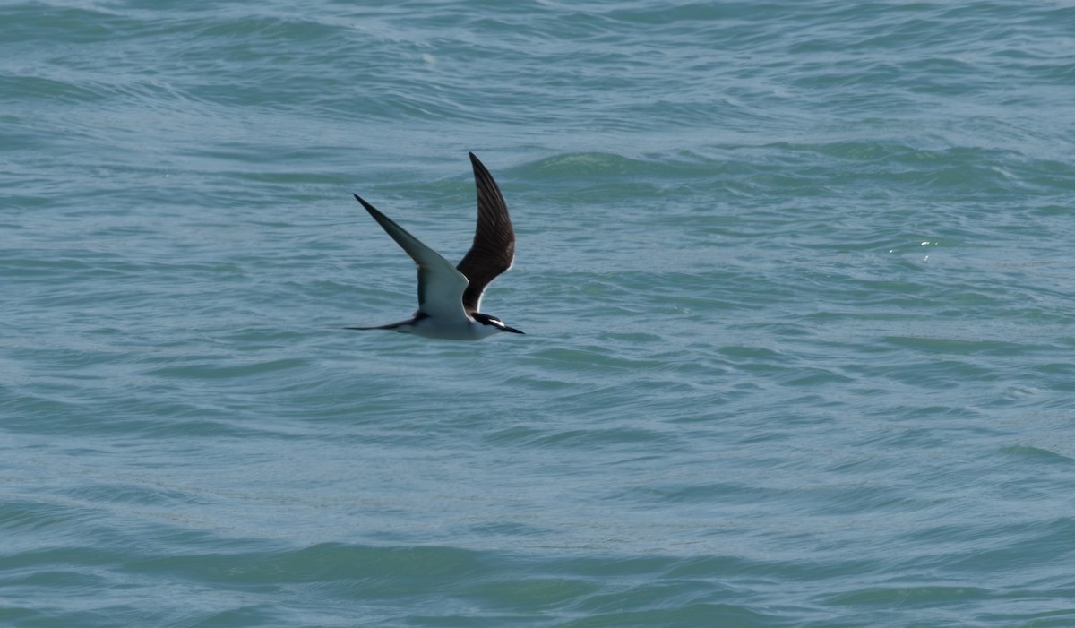 Bridled Tern - ML643806832