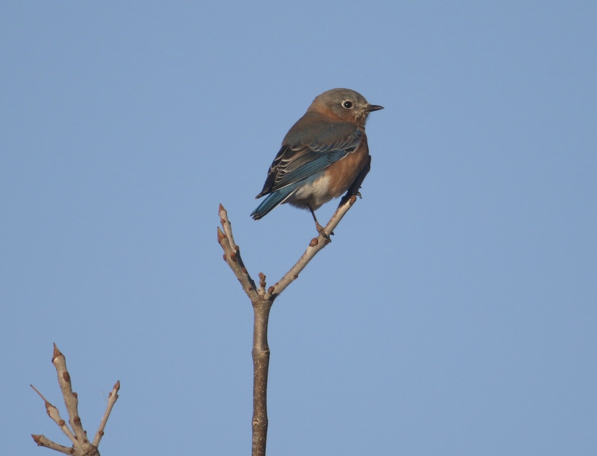 Eastern Bluebird - ML643806833