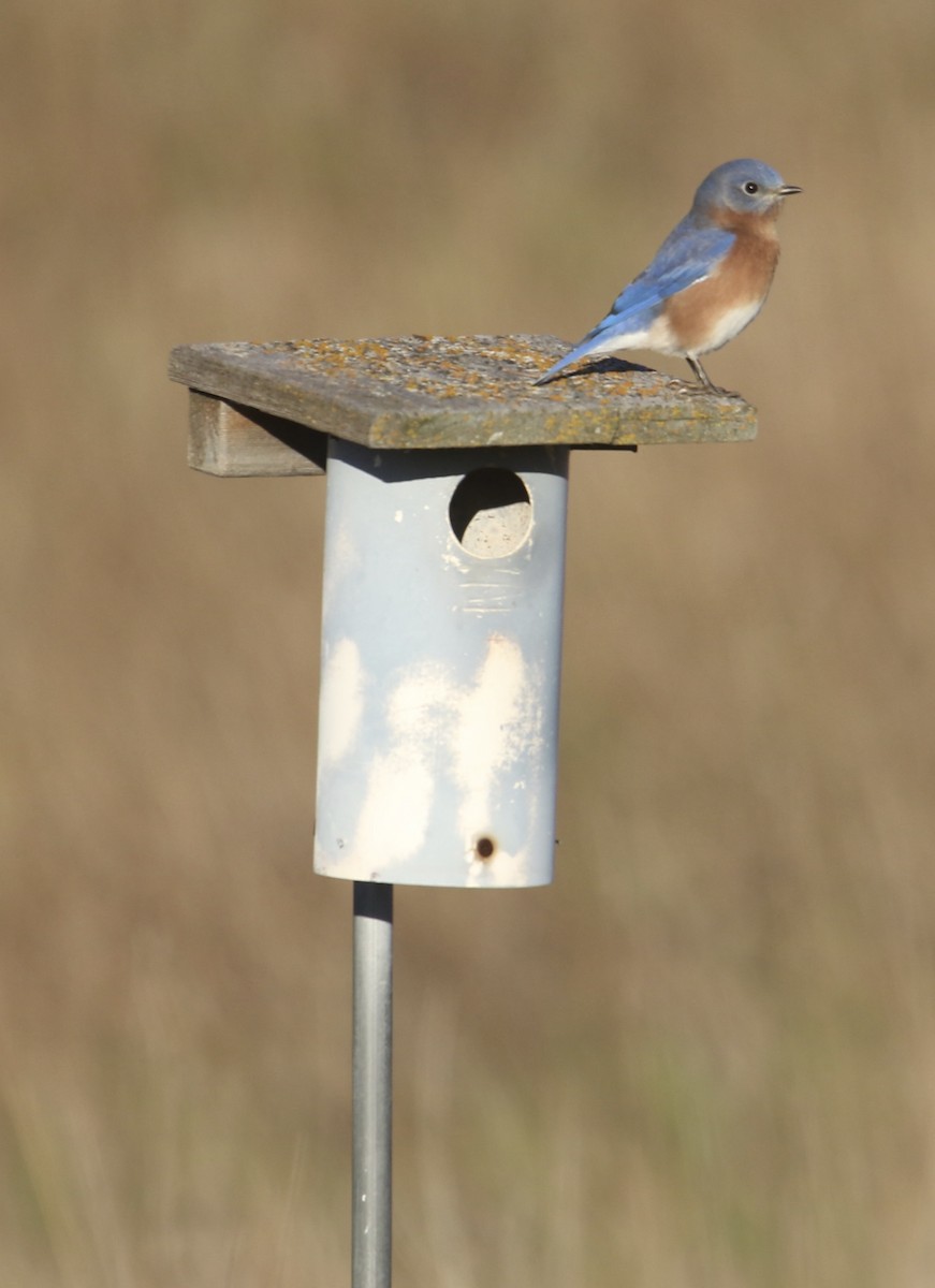 Eastern Bluebird - ML643806834