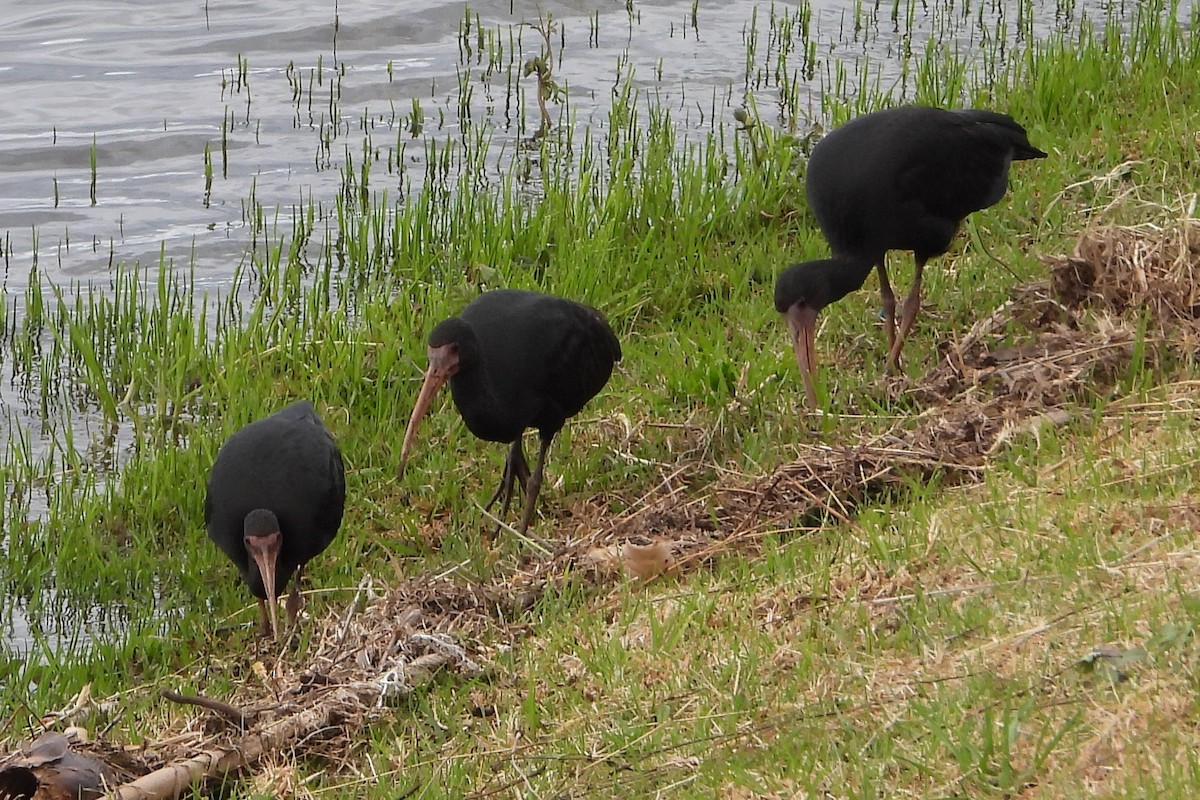 Ibis Afeitado - ML643806838