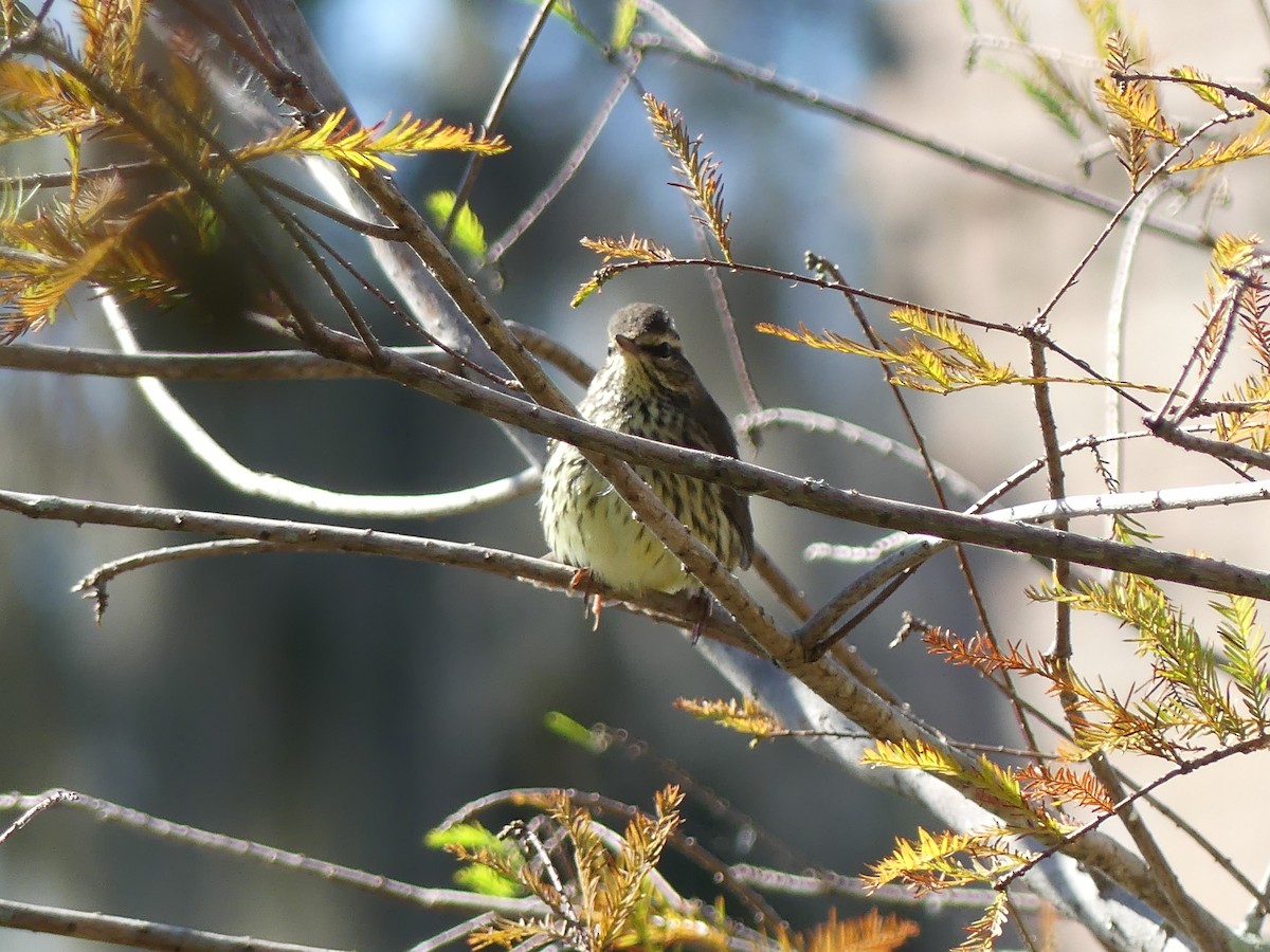 Northern Waterthrush - ML643806963