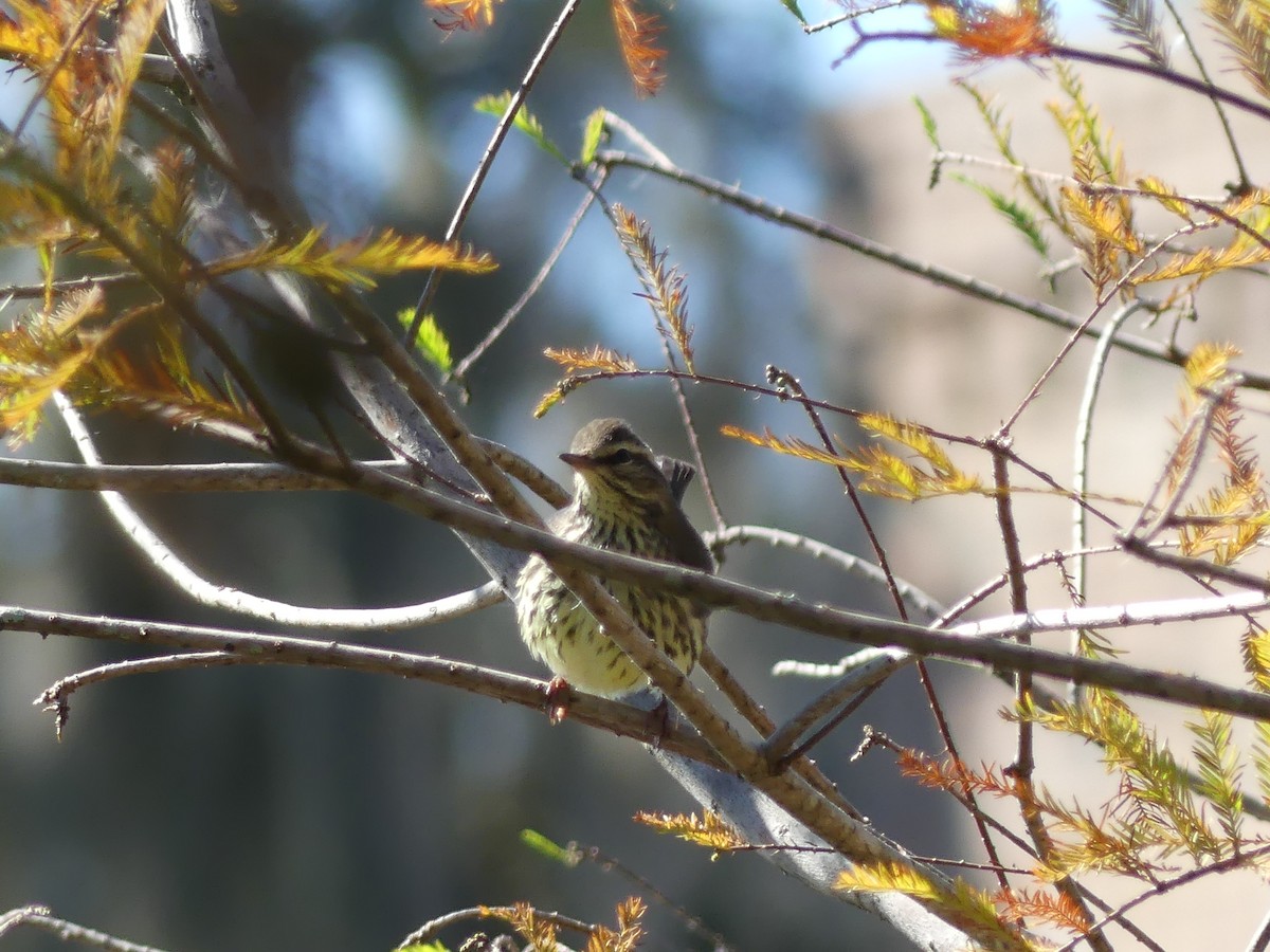 Northern Waterthrush - ML643806964