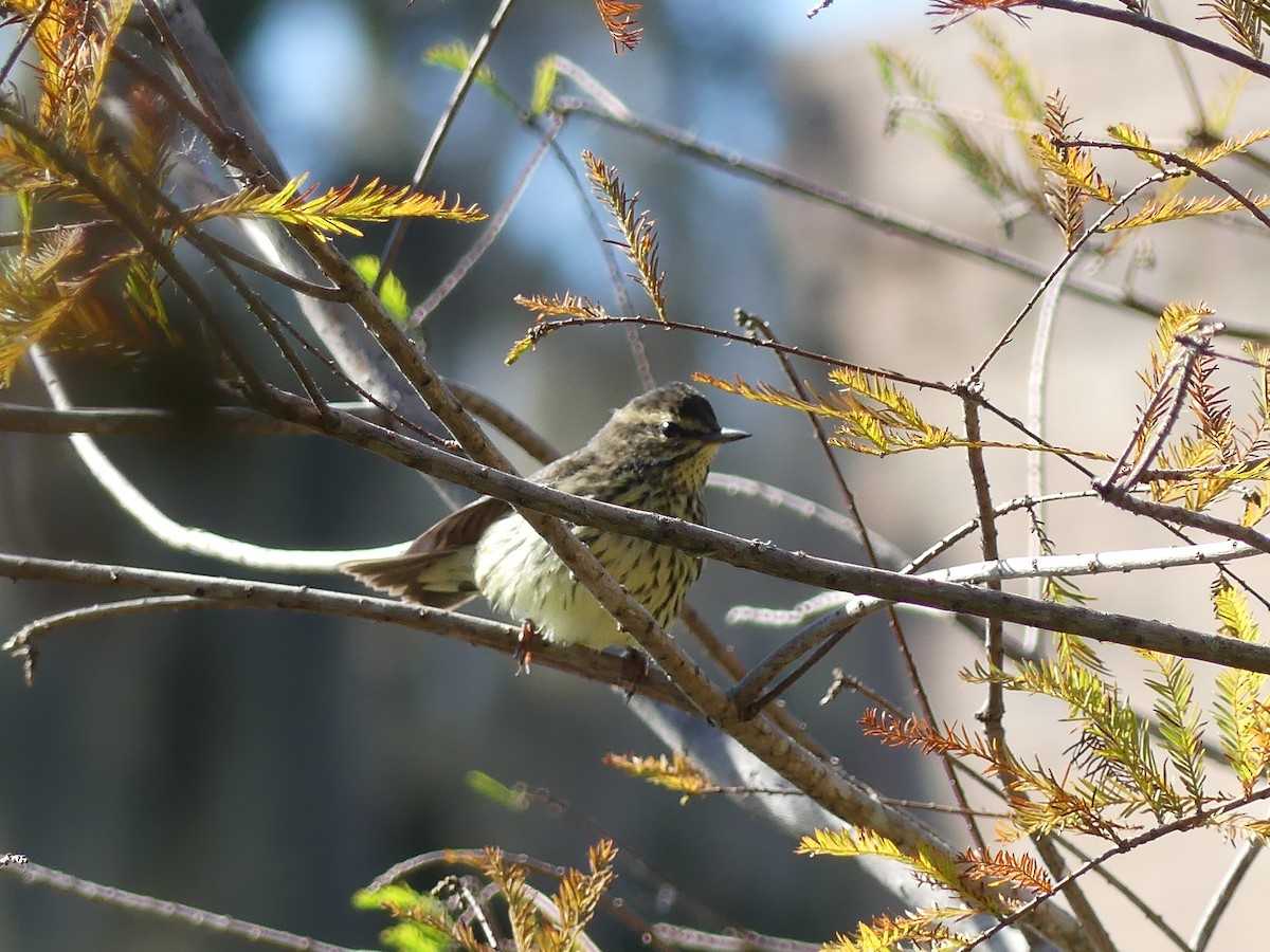 Northern Waterthrush - ML643806965