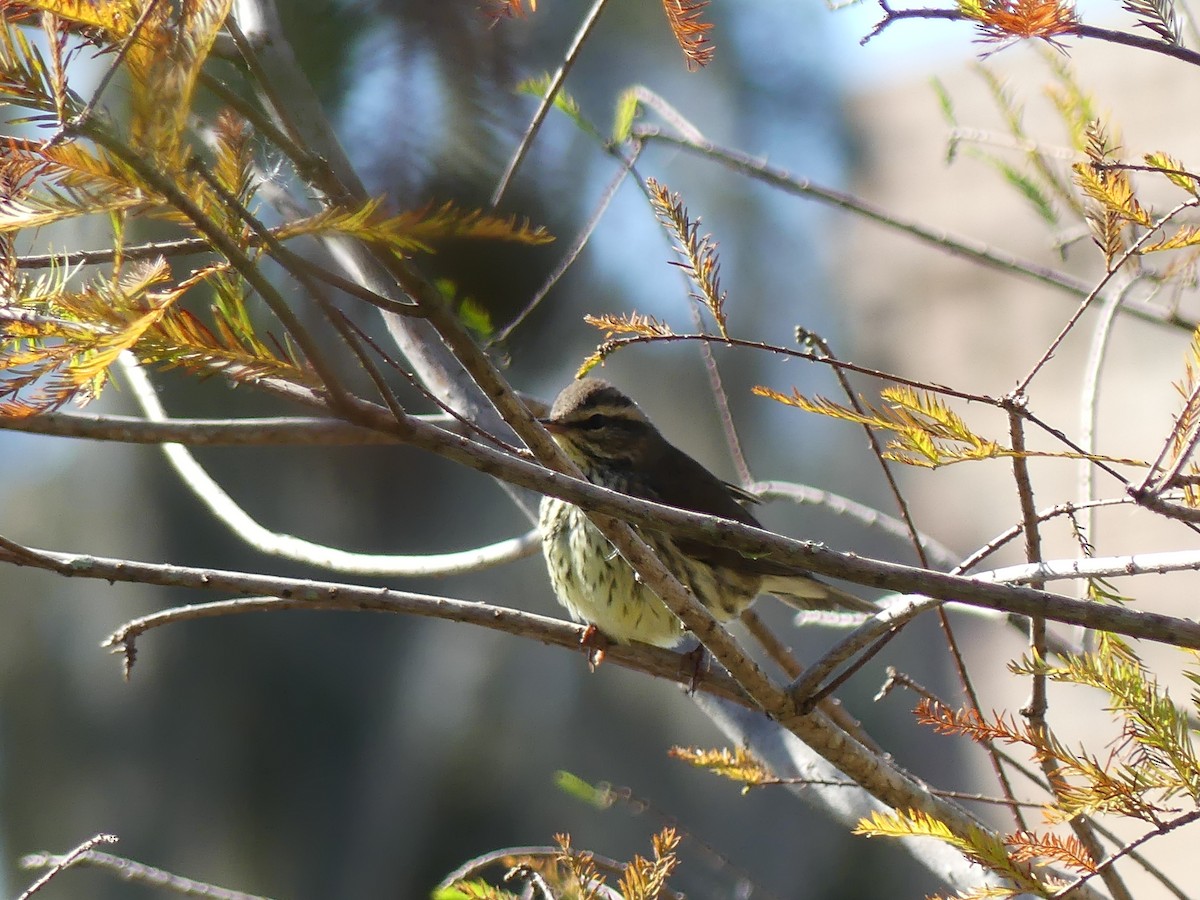 Northern Waterthrush - ML643806966