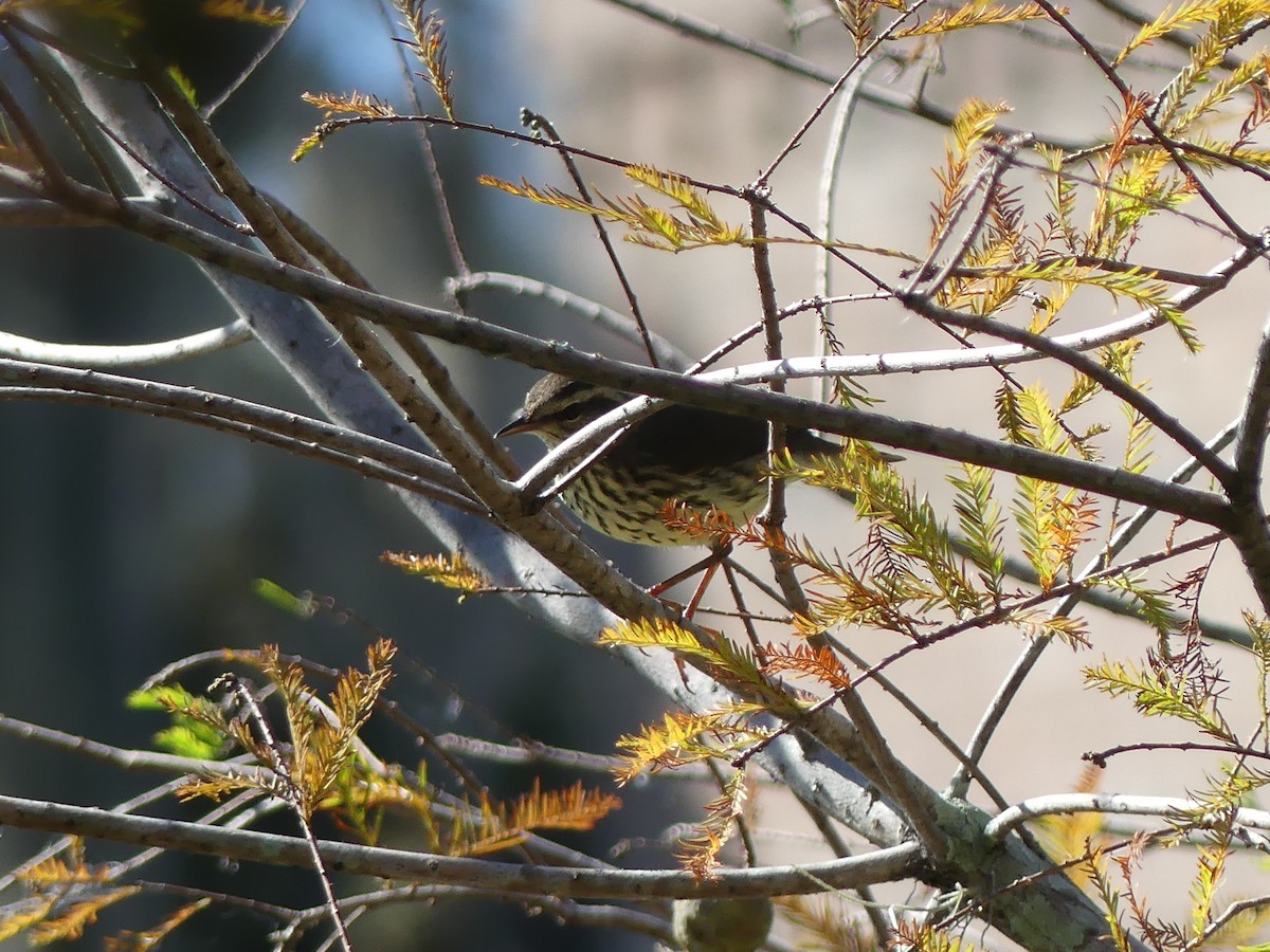 Northern Waterthrush - ML643806967
