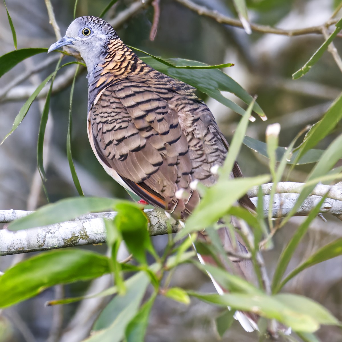 Bar-shouldered Dove - ML643806979