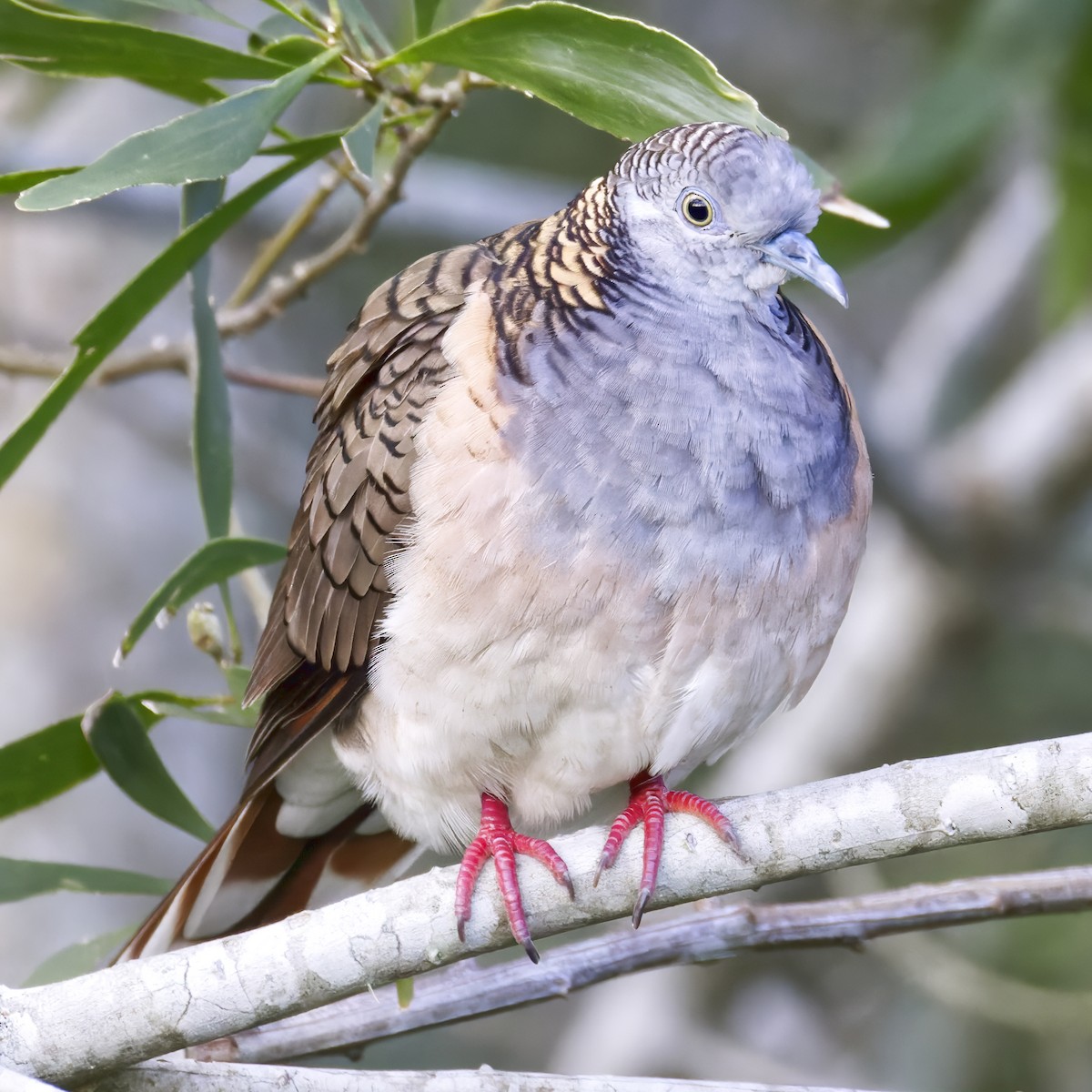 Bar-shouldered Dove - ML643806980