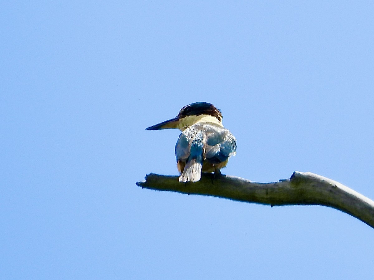 Sacred Kingfisher - ML643806982