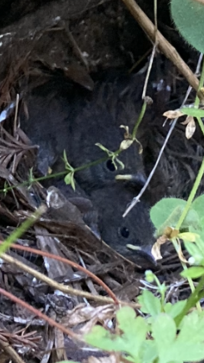 Dark-eyed Junco - ML643806989