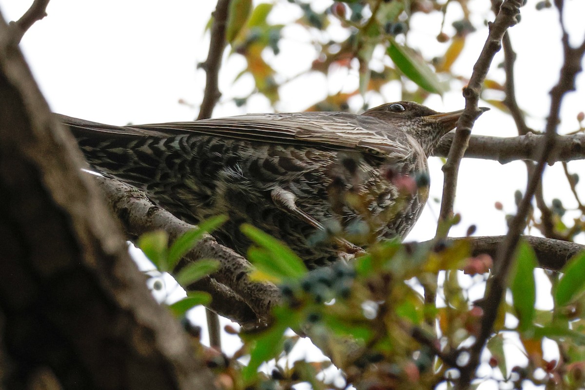 Ring Ouzel - ML643806992