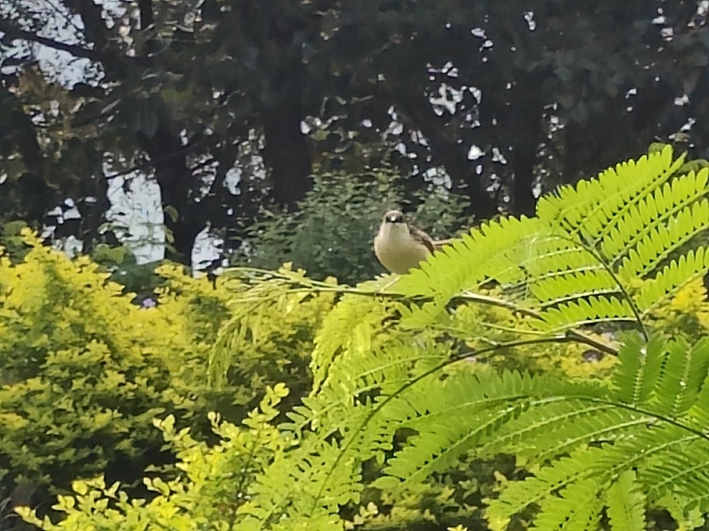 Ashy Prinia - ML643806998
