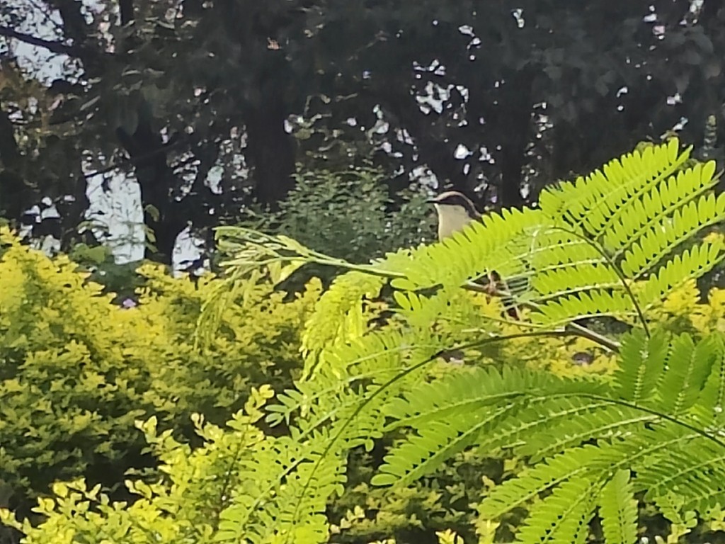 Ashy Prinia - ML643806999