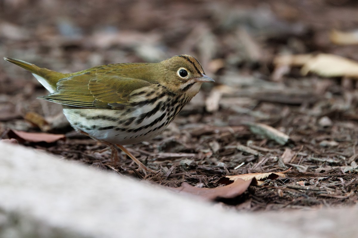 Ovenbird - ML643807029
