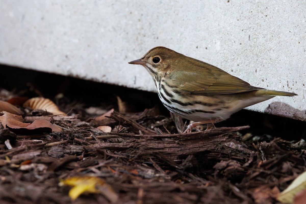 Ovenbird - ML643807032