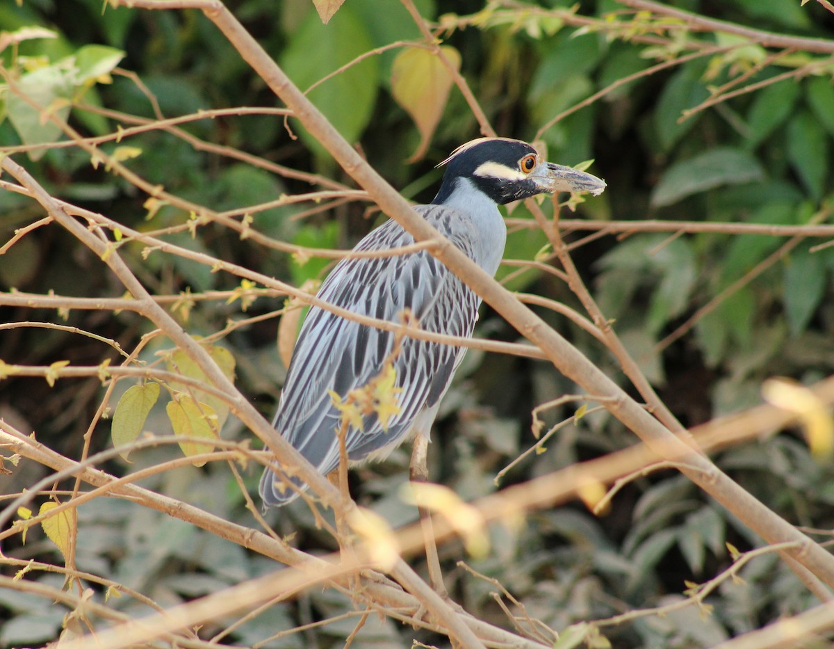 Yellow-crowned Night Heron - ML643807035