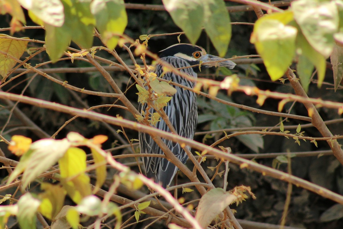 Yellow-crowned Night Heron - ML643807036