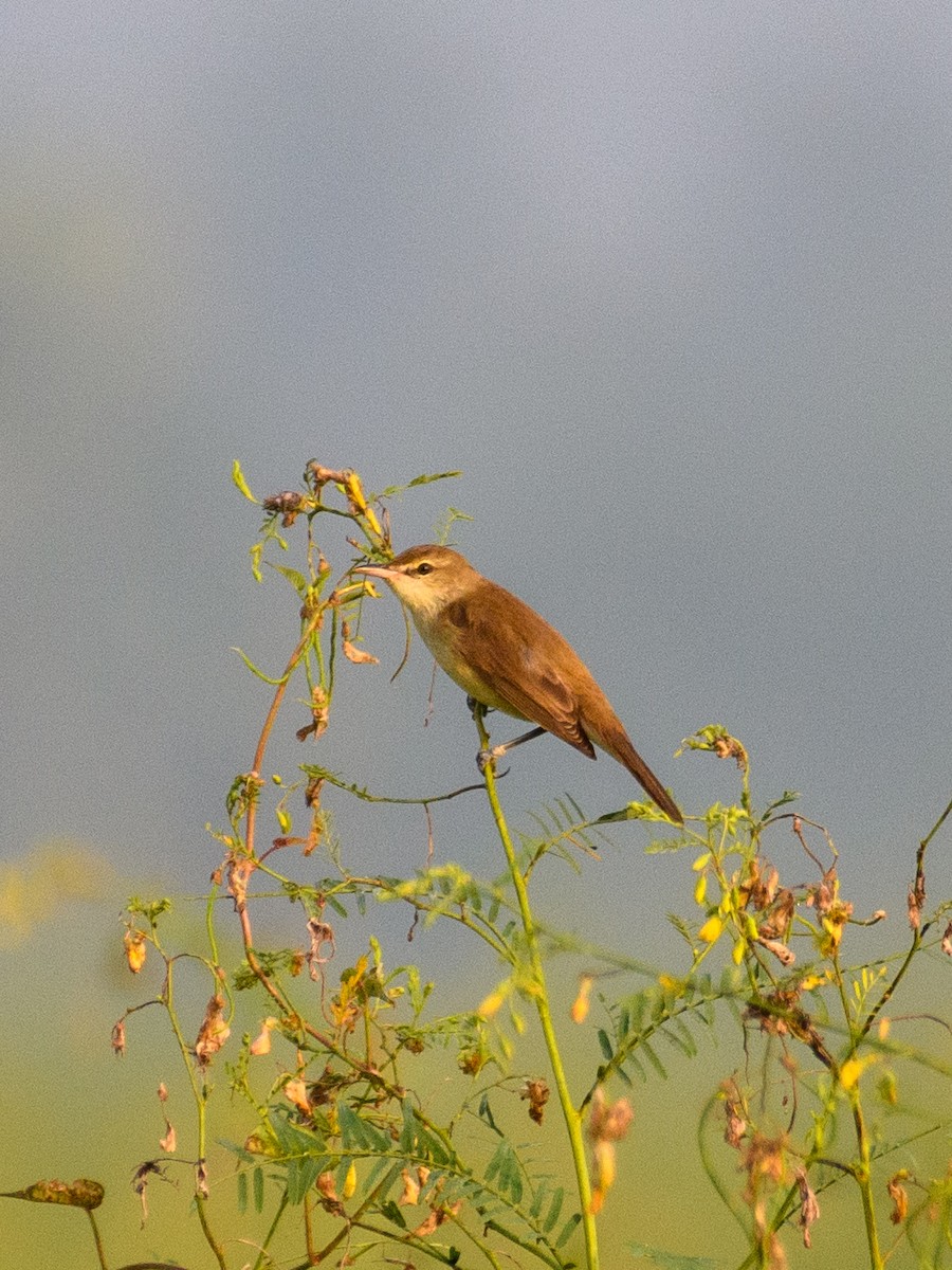 Clamorous Reed Warbler - ML643807046