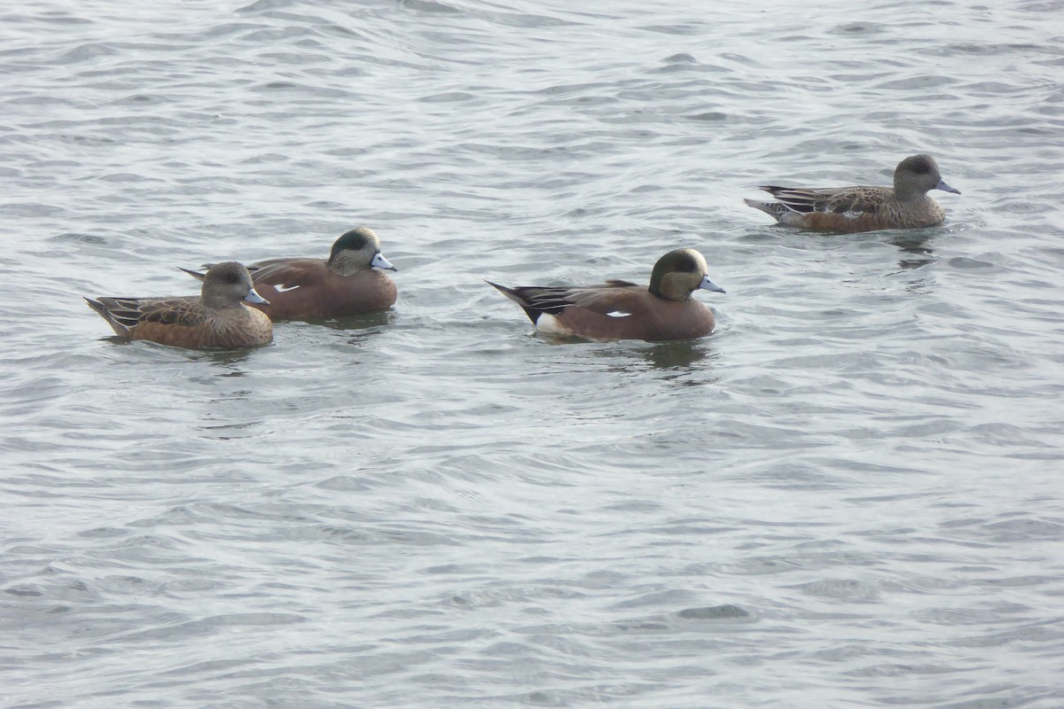 Kanadapfeifente - ML643807064