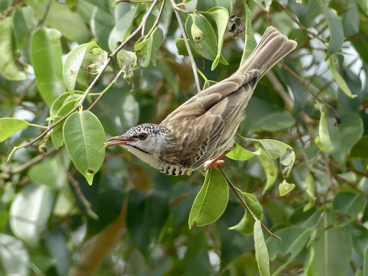Bar-breasted Honeyeater - ML643807066