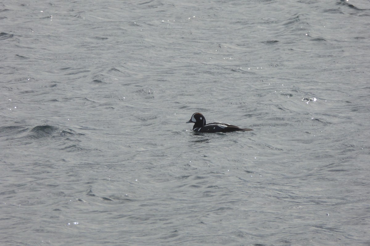 Kragenente - ML643807069